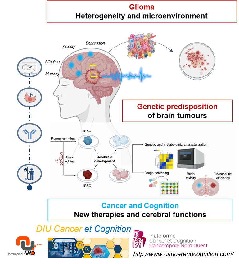 Expertises Equipe NeuroGlio